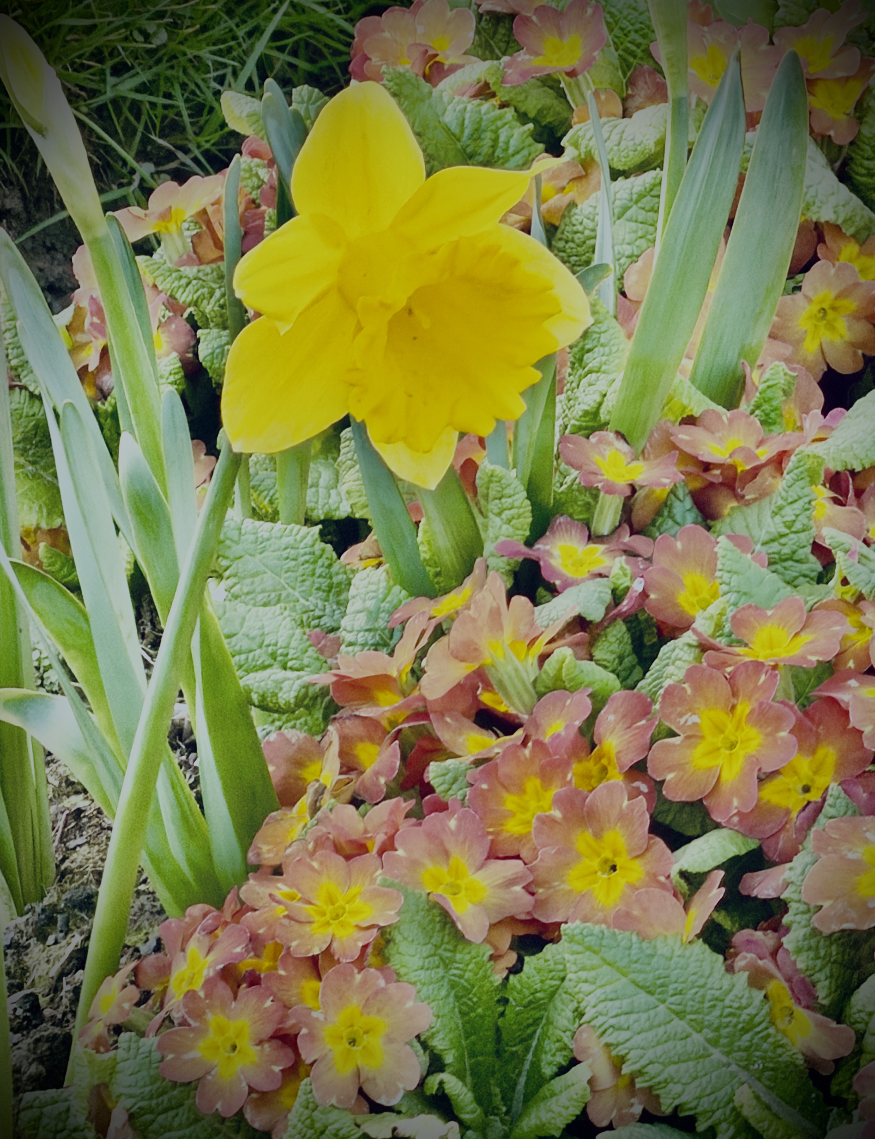 #WeeklyWonders - Spring Is In Bloom 11/52 (2026)