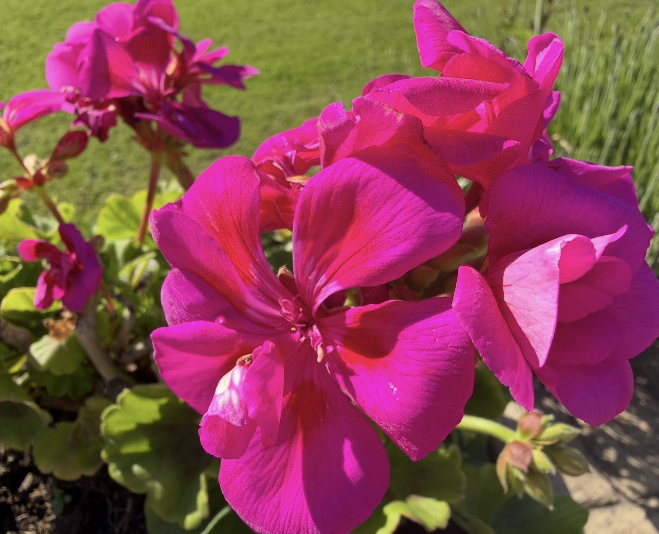 #WeeklyWonders - Positively Pink 23/52 (2026)