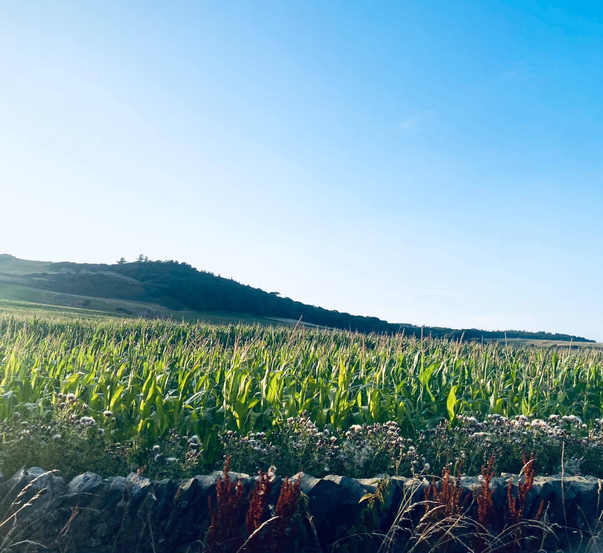#WeekyWonders - Fields of Gold 30/52 (2026)