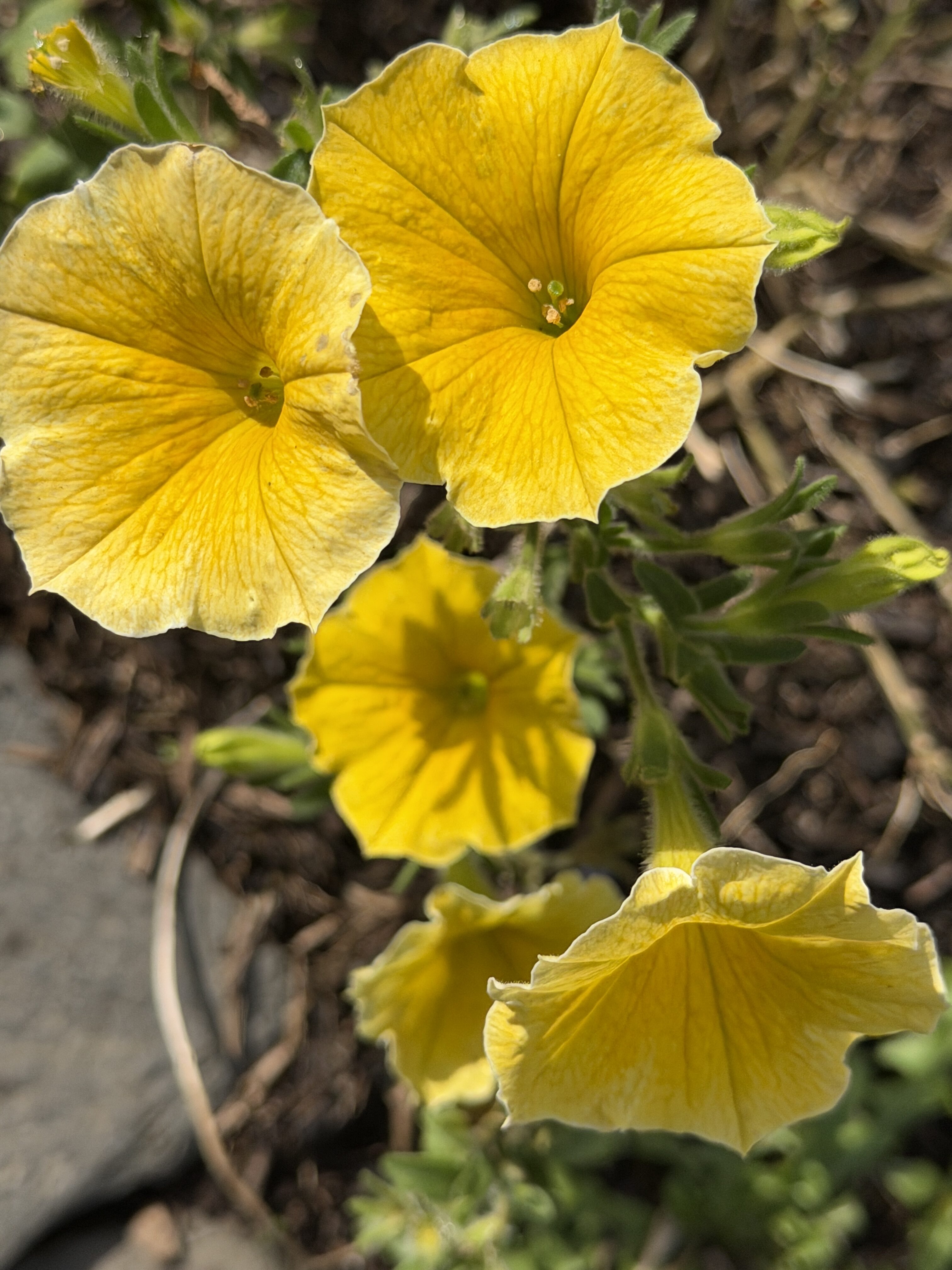 #WeeklyWonders – Golden Time 40/52 (2026)